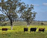 Australian Cattle 9P27D-22